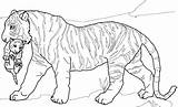 Tiger Coloring Pages Cub Adult Bengal Mandala Cubs Lion Realistic Baby Tigers Print Printable Color Lions Kids Getdrawings Animal Colorings sketch template
