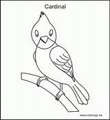 Cardinal Woodland Dxf Coloringhome sketch template