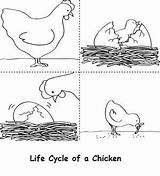Cycle Life Coloring Chicken Sheet Pages Various Animals sketch template