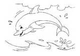 Coloring Swim Dolphin sketch template
