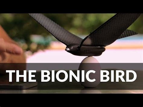 drone flies   real bird youtube