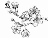 Cherry Blossom Tree Tattoo Branch Drawing Para Cerezo Coloring Line Colorear Dibujos Bluebonnet Vector Flores Dibujo Blossoms Outline Pages Rama sketch template