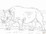 Coloring Pages Rhinoceros Rhino Printable Rhinos Color Animals Safari African Popular Comments sketch template
