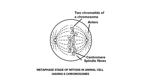 draw  neat labelled diagram  show  metaphase stage  mitosis