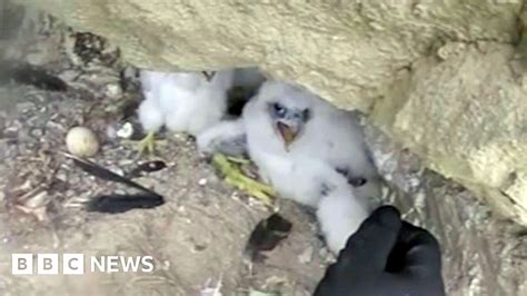 chicks rescued after falcons poisoned bbc news