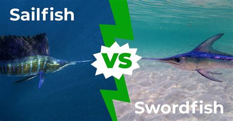 sailfish  swordfish  main differences explained   animals
