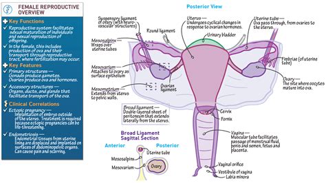 Female Reproductive Anatomy Female Reproductive Anatomy