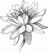 Nymphaea Waterlelie Tuberosa Usf Kleurplaat Lotusblume Zapisano Kikker sketch template