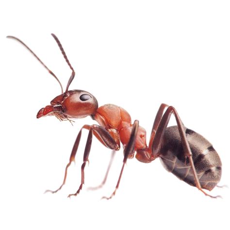 australian green head ants   life habits important facts