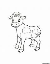 Calf Coloring Pages Baby Animal Colouring Cow Printable Cute Farm Template Cows Calves Print Drawing Templates Animals Color Colour Kids sketch template