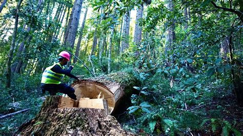 speak   active logging   red tail timber harvest plan