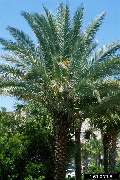date palm phoenix dactylifera