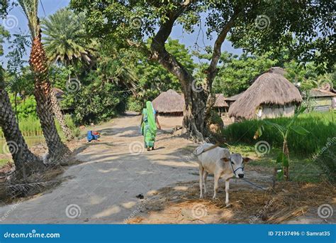rural india stock photo image  sundarbans straw sunlight
