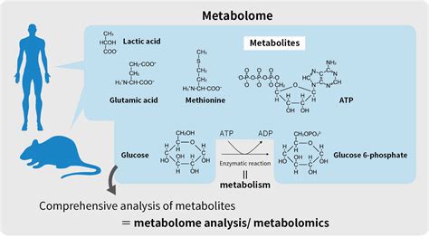 metabolomics human metabolome technologies