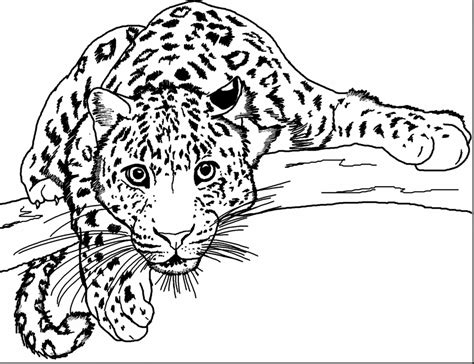 printable cheetah coloring pages  worksheets zoo animal coloring