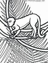 Animals Coloring Rainforest Pages Drawing Jungle Red Barn Baby Animal Getcolorings Tropical Getdrawings Popular sketch template