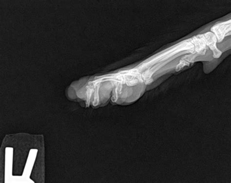 Cat Foot X Ray Cat Meme Stock Pictures And Photos
