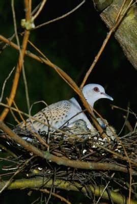 nesting habits  doves mourning dove dove nest doves