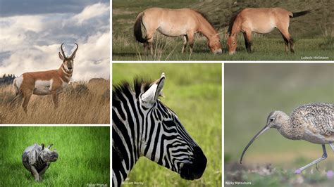 top  grassland species   globe  national wildlife