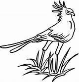 Coloring Secretary Birds Pages Clipartbest Super Clipart sketch template