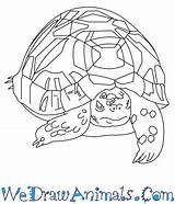 Tortoise Designlooter sketch template