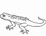 Coloring Gecko Lizard Pages Printable Kids Template Frilled Cute Drawing Print Colouring Color Getdrawings Getcolorings Templates sketch template