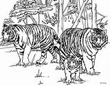 Coloring Pages Tiger Kids sketch template