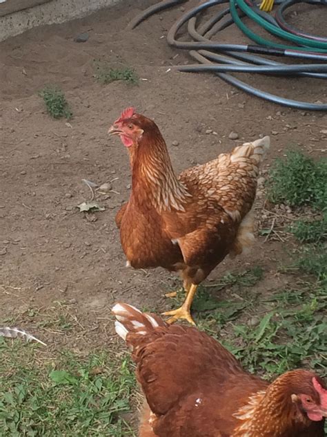 impacted crop backyard chickens learn how to raise