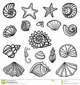 Shells Coloring Shell Sea Pages Seashell Beach Drawing Seashells Printable Print Book Scallop Color Kids Mermaid Line Sheets Draw Getdrawings sketch template