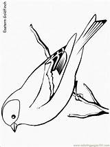 Goldfinch Animali Birds Uccelli Finch Vogel Tiere Ausmalbilder Coloringhome Outline Condividi Misti Coloringpagebook Designlooter Cliccate sketch template
