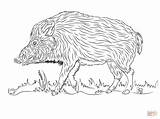 Wild Boar Coloring Pages Boars Walks Hog sketch template