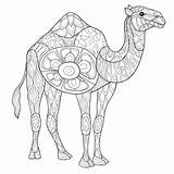 Camel Book sketch template
