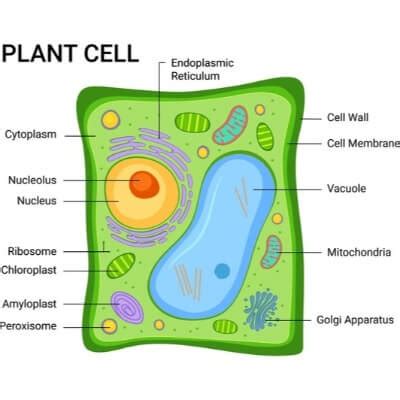 parts   plant cell diagram labeled canvas insight