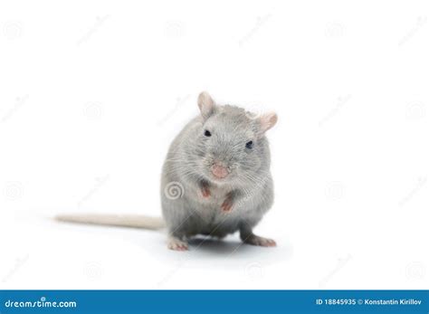 gray mouse stock image image  background tail domestic