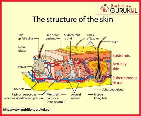 skin anatomy   layers   skin skincare starts  skin basics