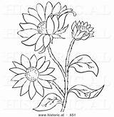 Susan Eyed Coloring Flowers Historical Vector Outlined Version Illustration Al Picsburg Drawings Blackeyed 620px 34kb sketch template