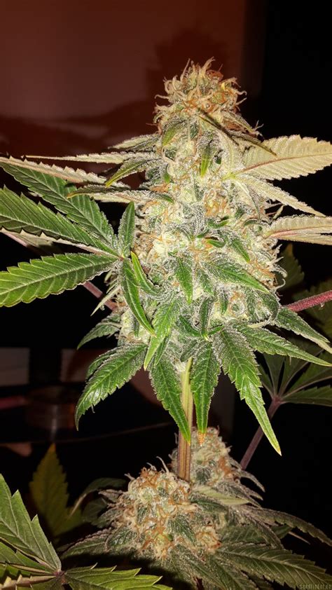 moby dick cbd dinafem cannabis strain info