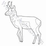 Pronghorn Coloring Pages Click sketch template