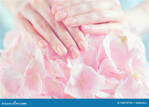 beautiful healthy nails manicure beautiful womans hands spa stock
