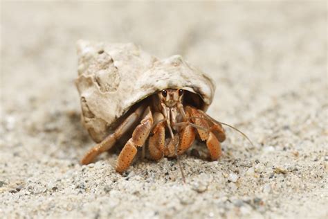 hermit crabs eat   wild   pets nutritional facts