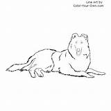 Coloring Collie Down Rough Lying Laying Pages Dog Own Color Drawings Line sketch template