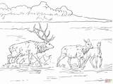 Coloring Rocky Elk Mountain Mountains Pages Color Popular sketch template