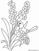 Coloring Orchid Pages Bird Plant Botany Flower Getcolorings Getdrawings sketch template