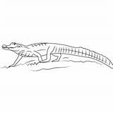 Alligator Caiman Coloring Spectacled Pages Coloringpages101 sketch template