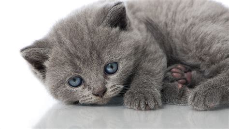 cat kitten gray blue eyes wallpapers hd desktop  mobile backgrounds