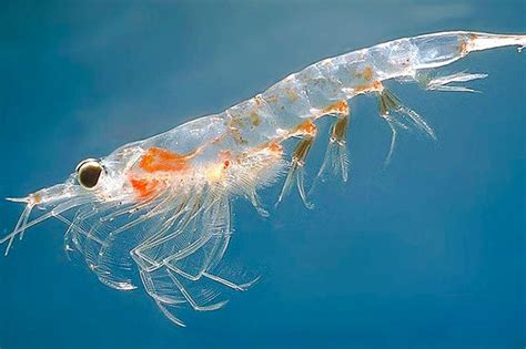 krill harvested  pet food damages antarcticas marine wildlife