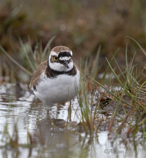adrian davey wildlife photography diary  ringed plover grey plover