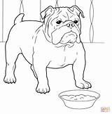 Bulldog Coloring Georgia English Pages sketch template