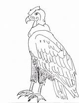 Condor Andean Coloring Drawing Pages Drawings Animal Printout Vector Getdrawings 2708 8kb Puma sketch template