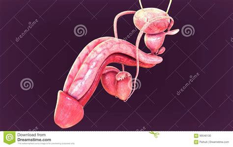 3d illustration of male reproduction system stock illustration